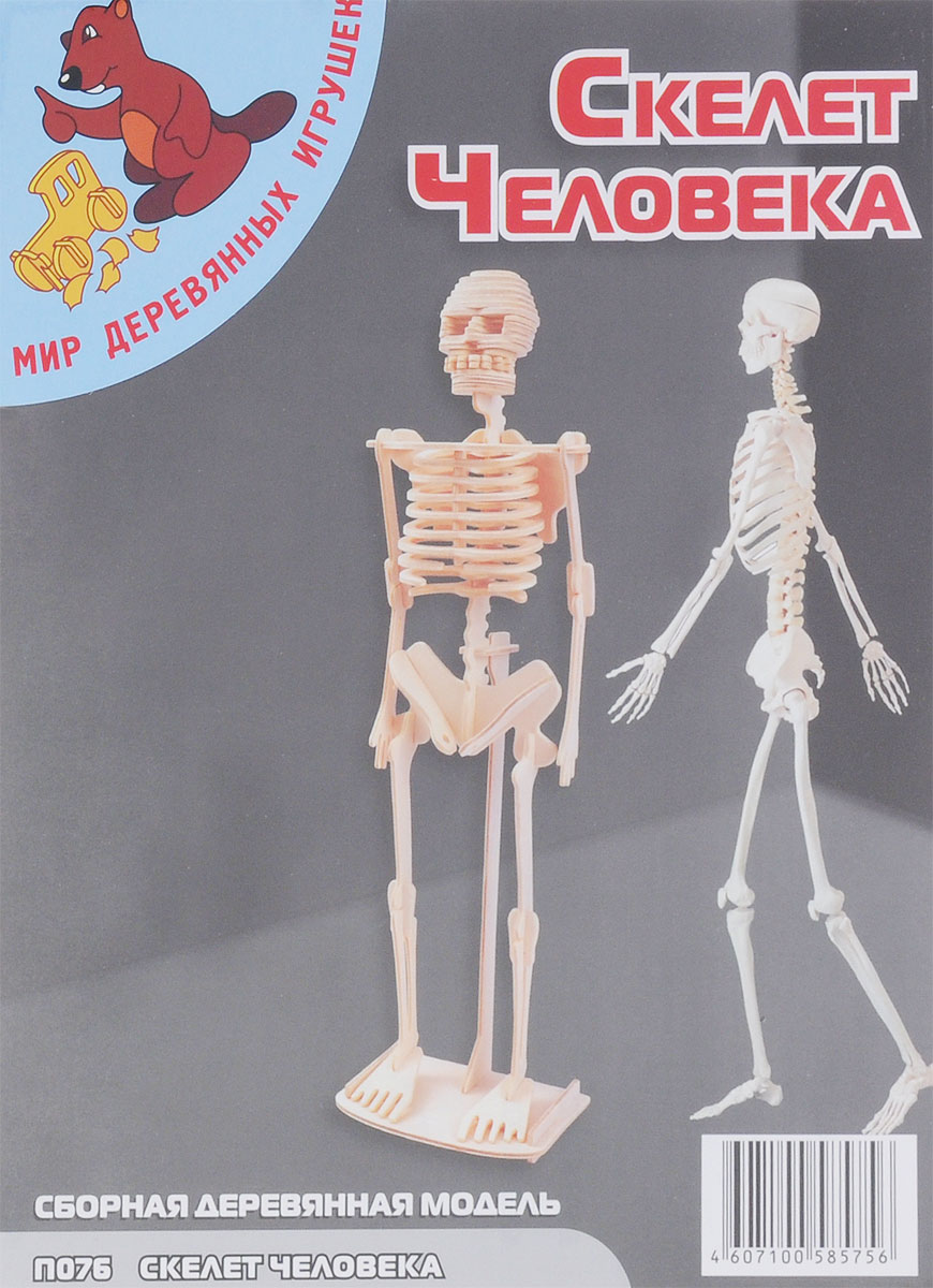 Модель Скелета Человека Купить