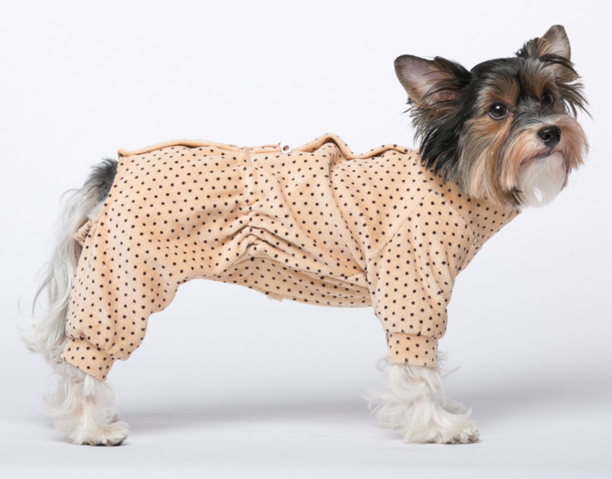 Летняя одежда для собак мелких пород фото