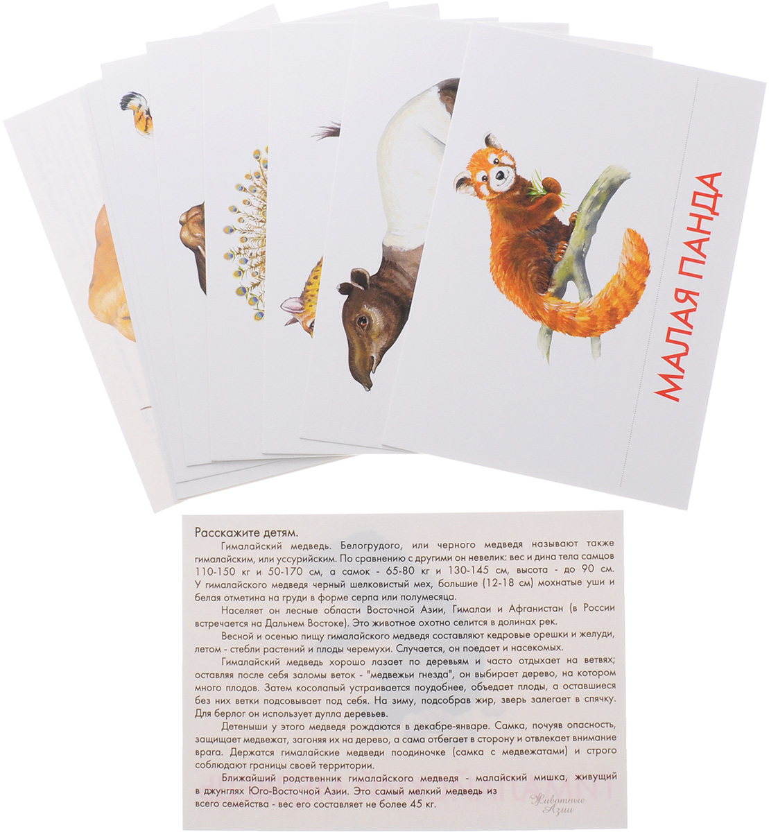 Маленький гений-Пресс Обучающие карточки Животные Азии