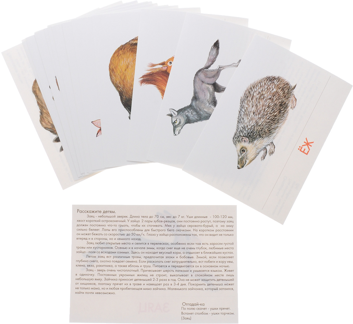 Маленький гений-Пресс Обучающие карточки Животные наших лесов