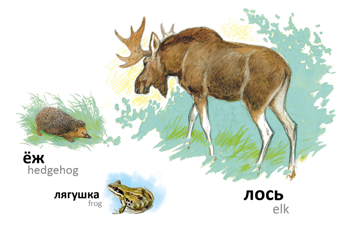 Лягушка лось. Обитательнице наших лесов. Животные леса России картинки для детей. Лось и лягушка. Сказка шапка Лось и лягушка.
