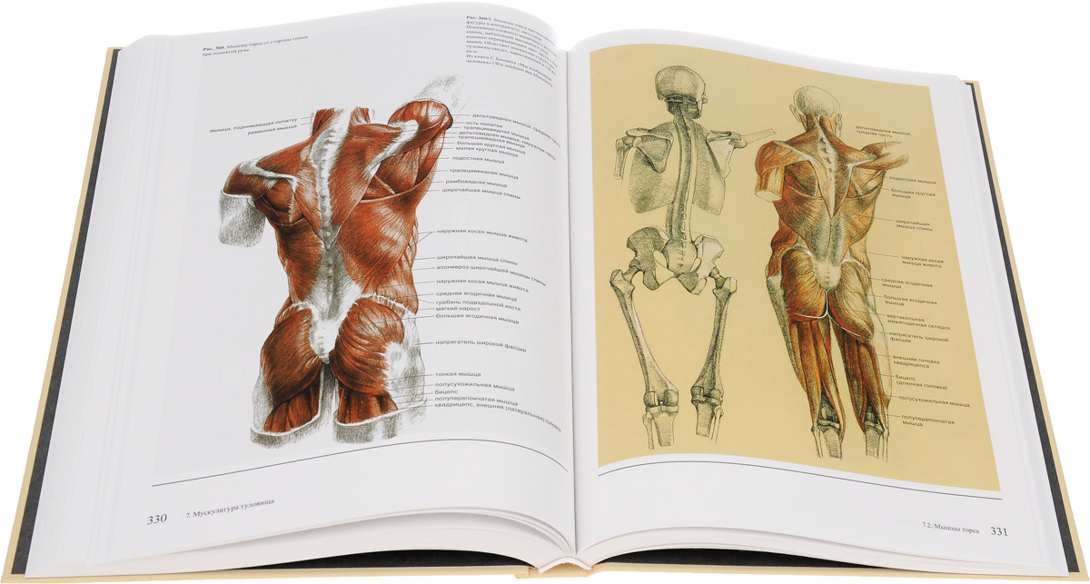 фото Образ человека. Учебник и практическое руководство по пластической анатомии для художников