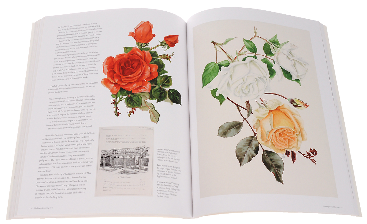 фото The Rose: The History of the World’s Favourite Flower in 40 Captivating Roses with Classic Texts and Rare Beautiful Prints Andre deutsch