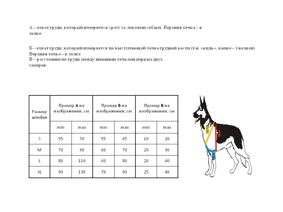Как измерить собаку для шлейки фото