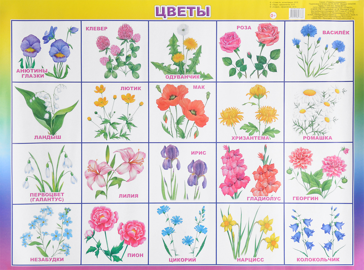 Растения на букву м. Карточки с изображением цветов. Цветы карточки для детей. Названия цветов для дошкольников. Карточки цветы для детского сада.