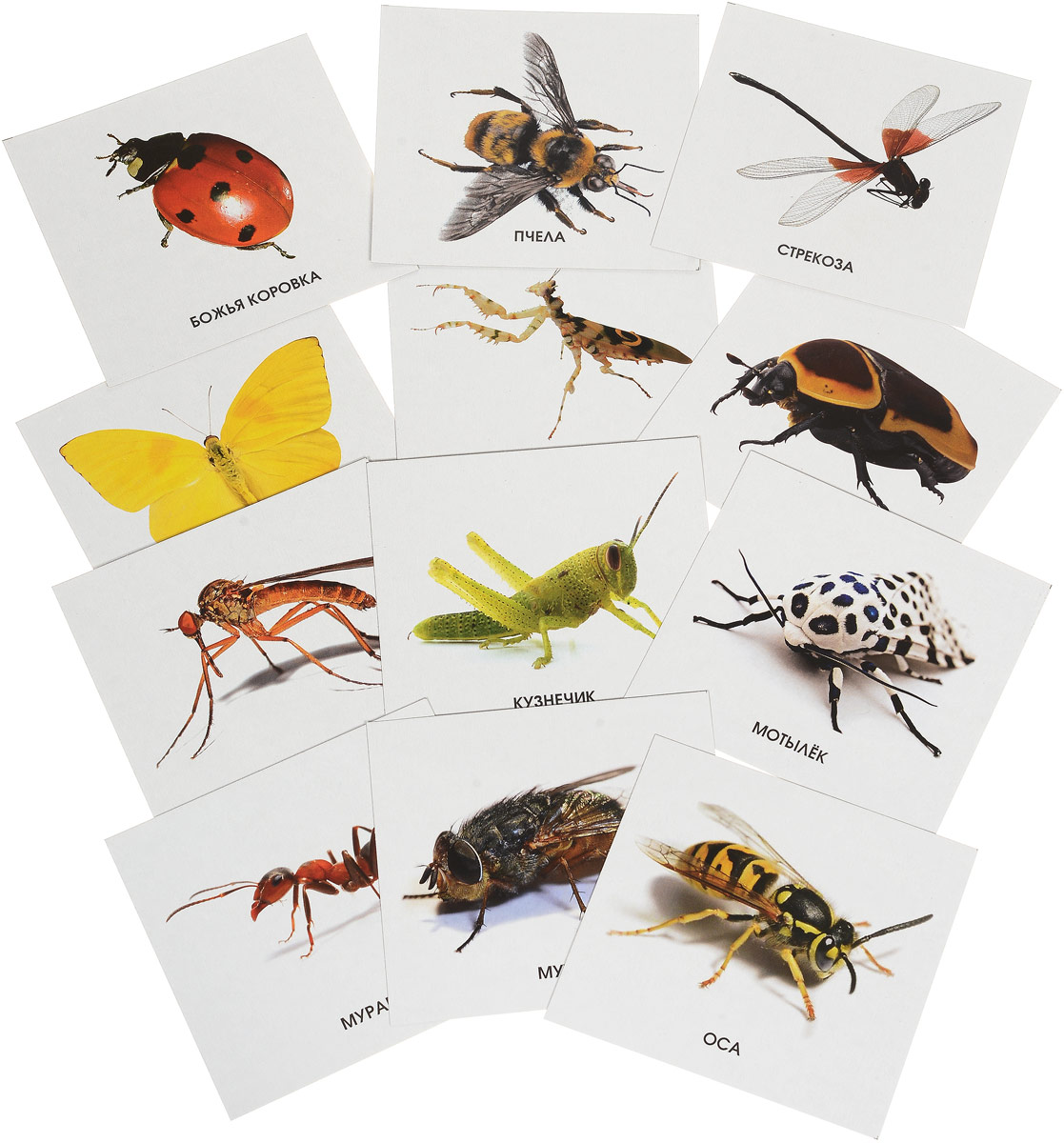 Виды насекомые список. Насекомые. Карточки. Насекомые с названиями для детей. Насекомые. Обучающие карточки. Дидактические карточки насекомые.