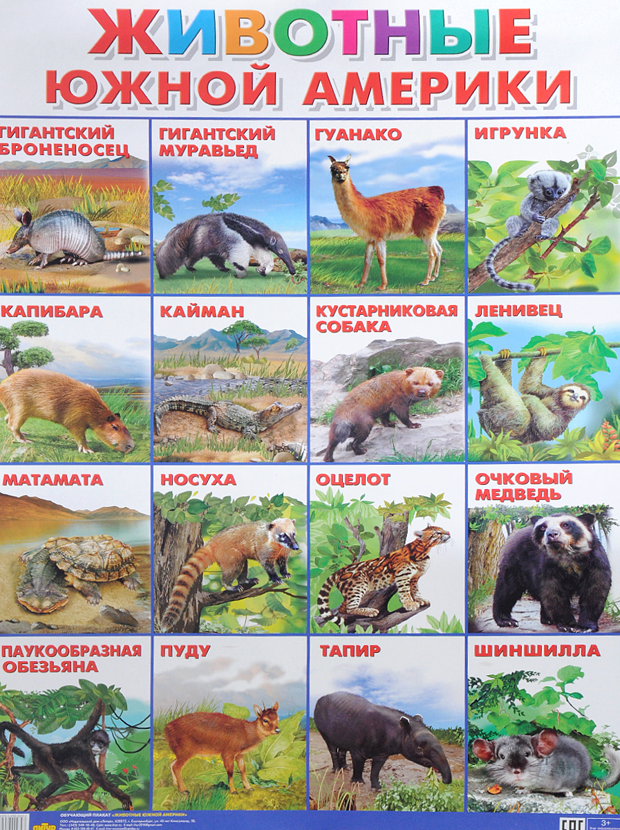 животные южной америки фото с названиями