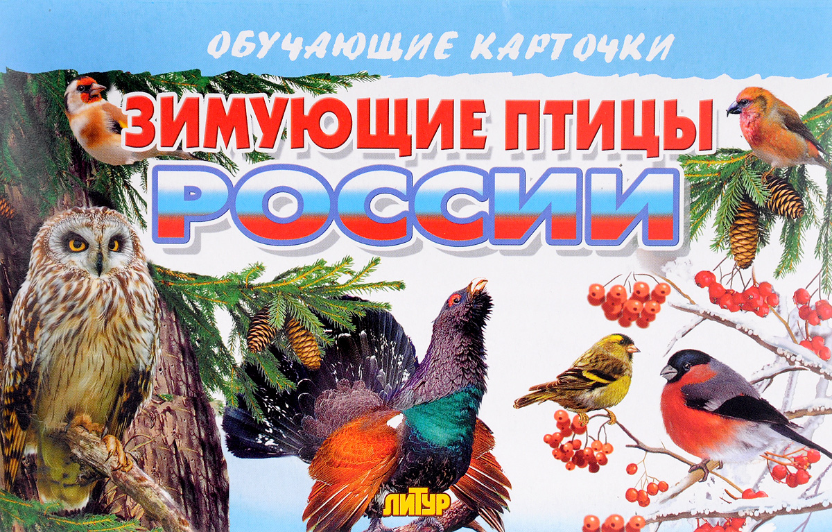 Карточки зимующие птицы России