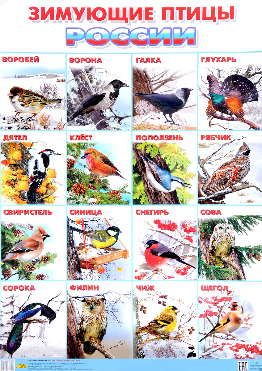 Книги о зимующих птицах