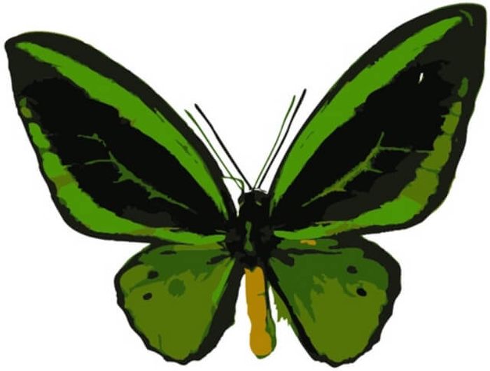 фото Набор для рисования по номерам Цветной "Бабочка Орнитоптера приам", 20 x 30 см