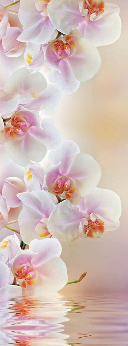 фото Фотообои Milan "Светлая орхидея", текстурные, 100 х 270 см