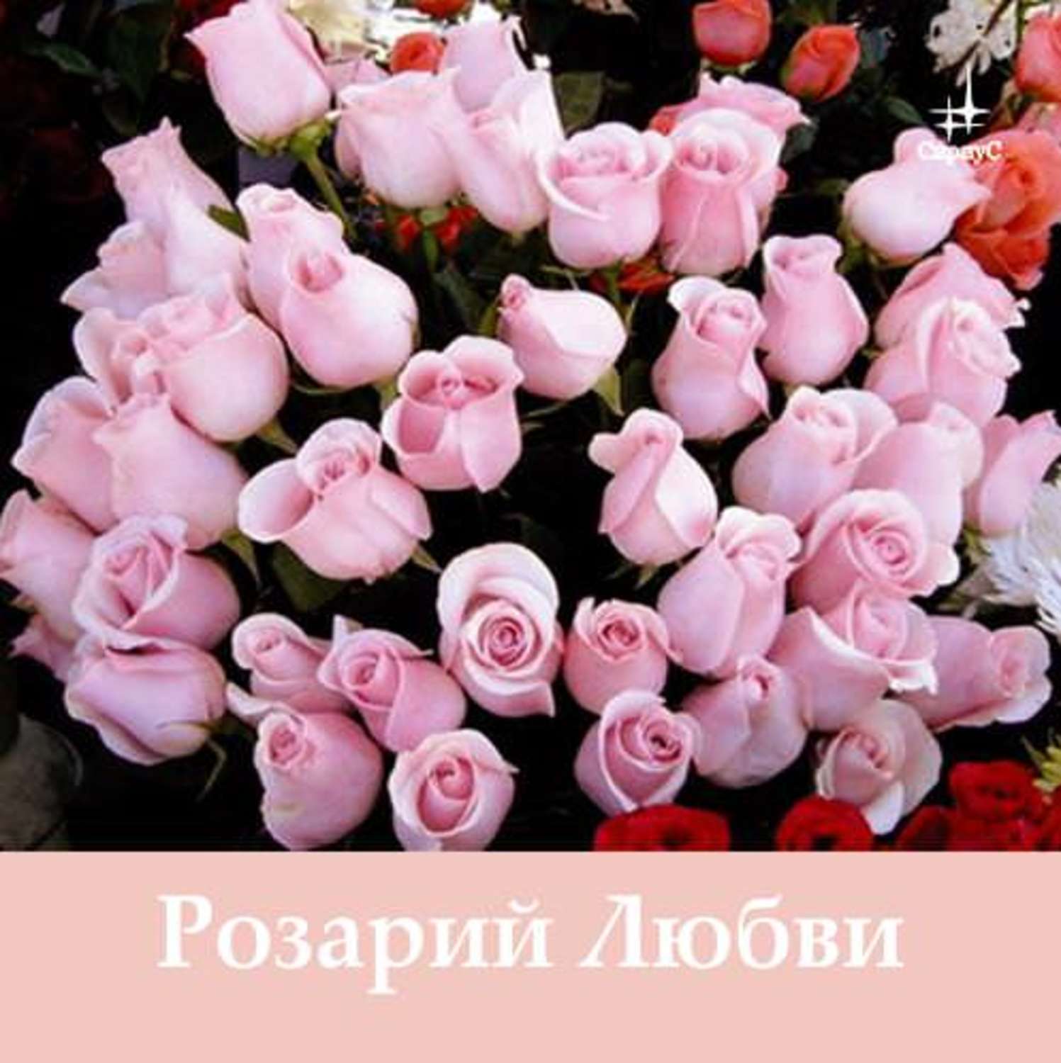 Цветы фото с днем рождения