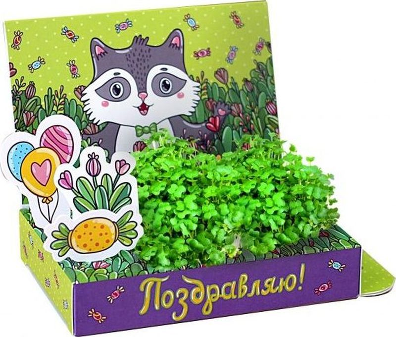 фото Happy Plant Набор для выращивания Поздравляю Енот