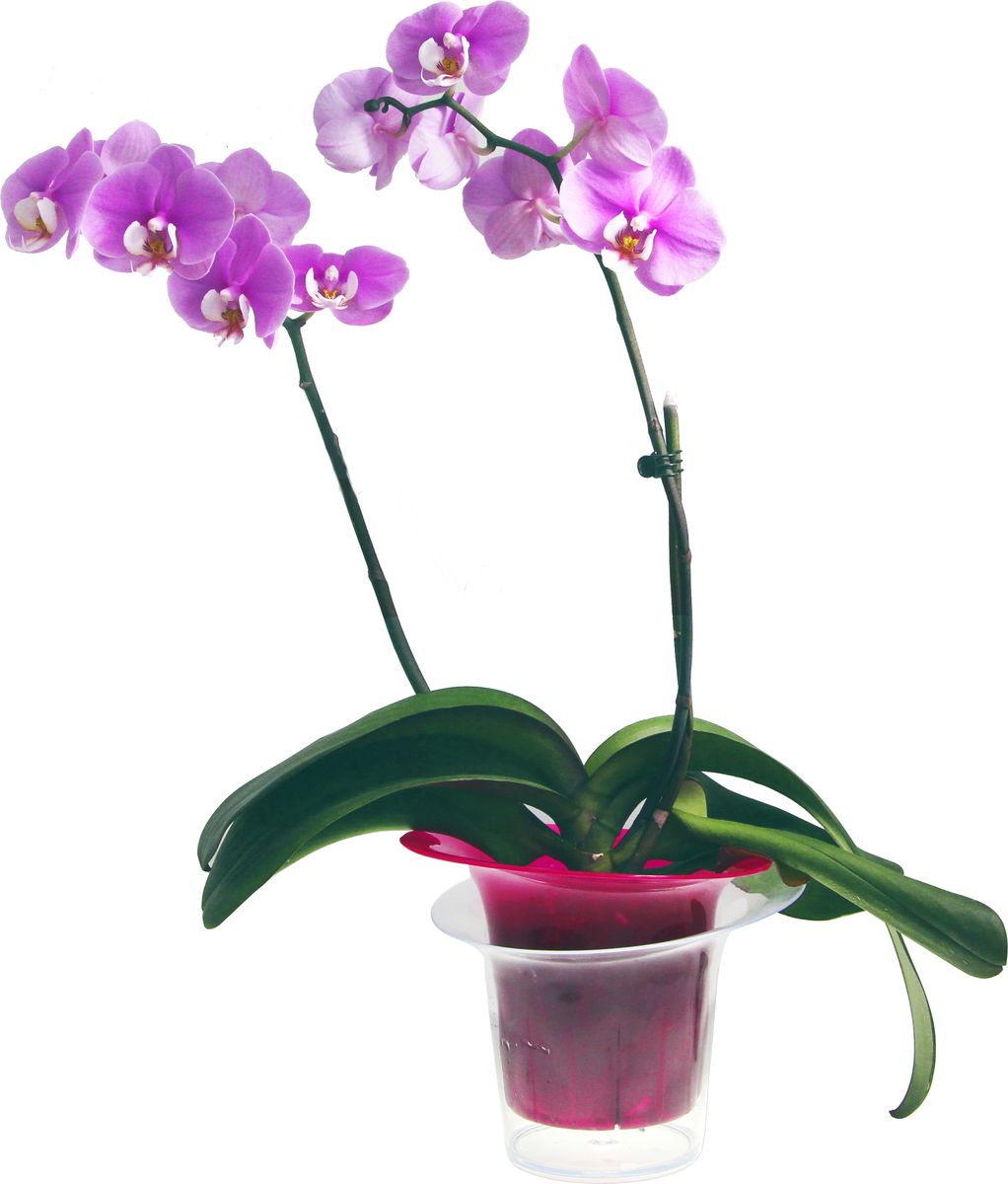Дуга Для Орхидеи