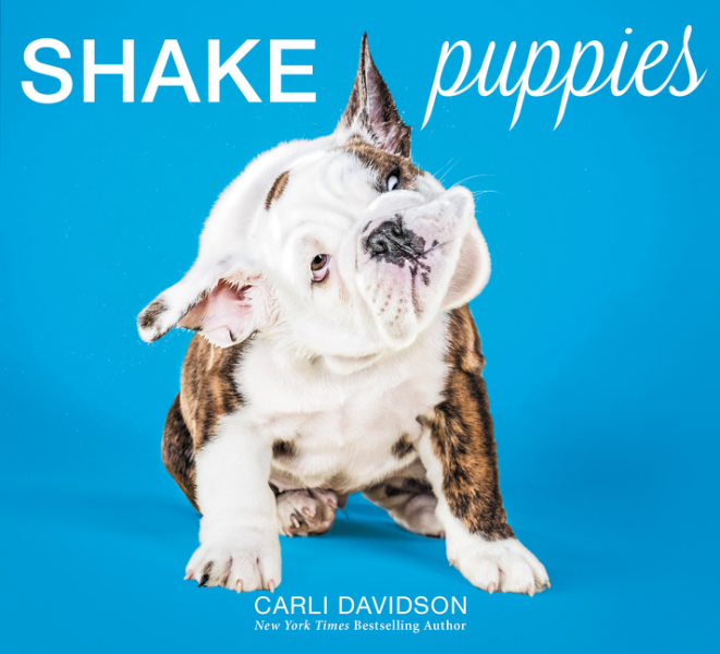 shake it pup net worth - Ilustrasi 3