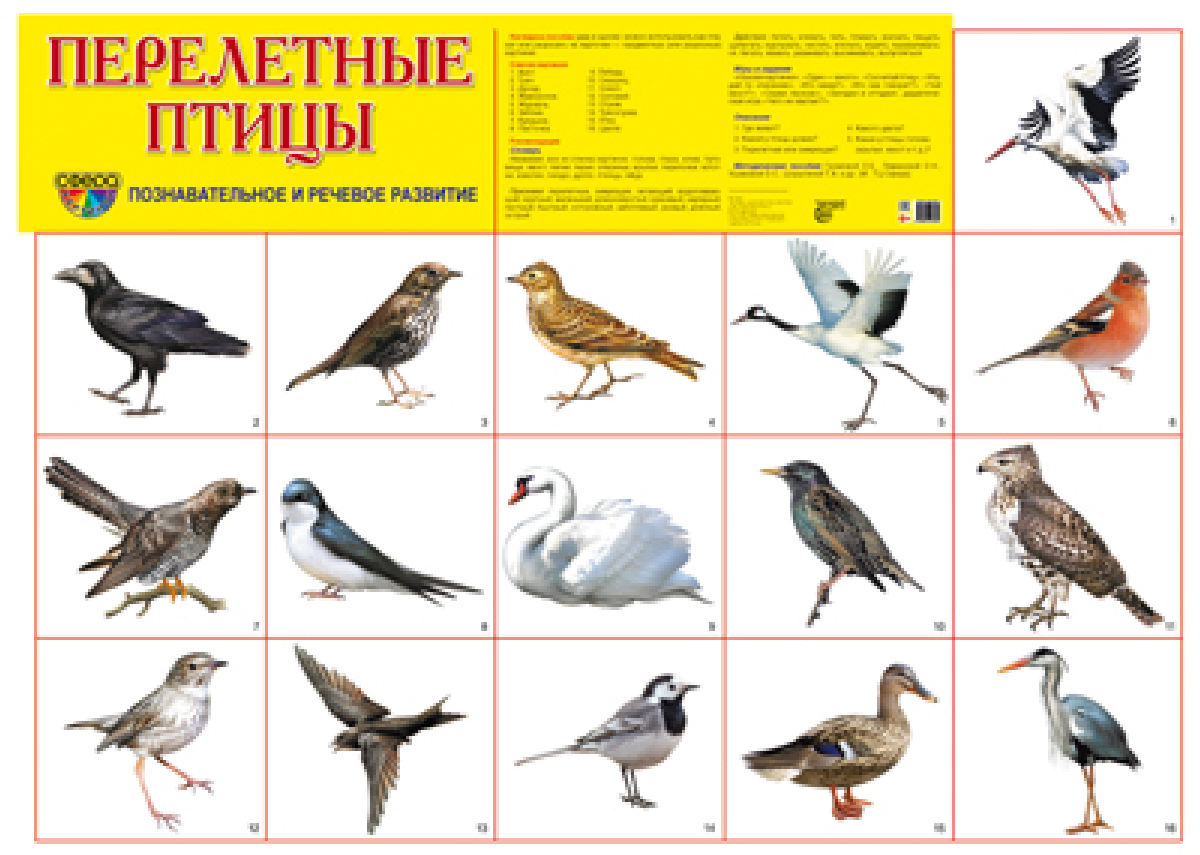 Перелетные птицы. Плакат