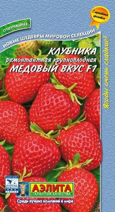 Сорт Клубники Медовая Фото