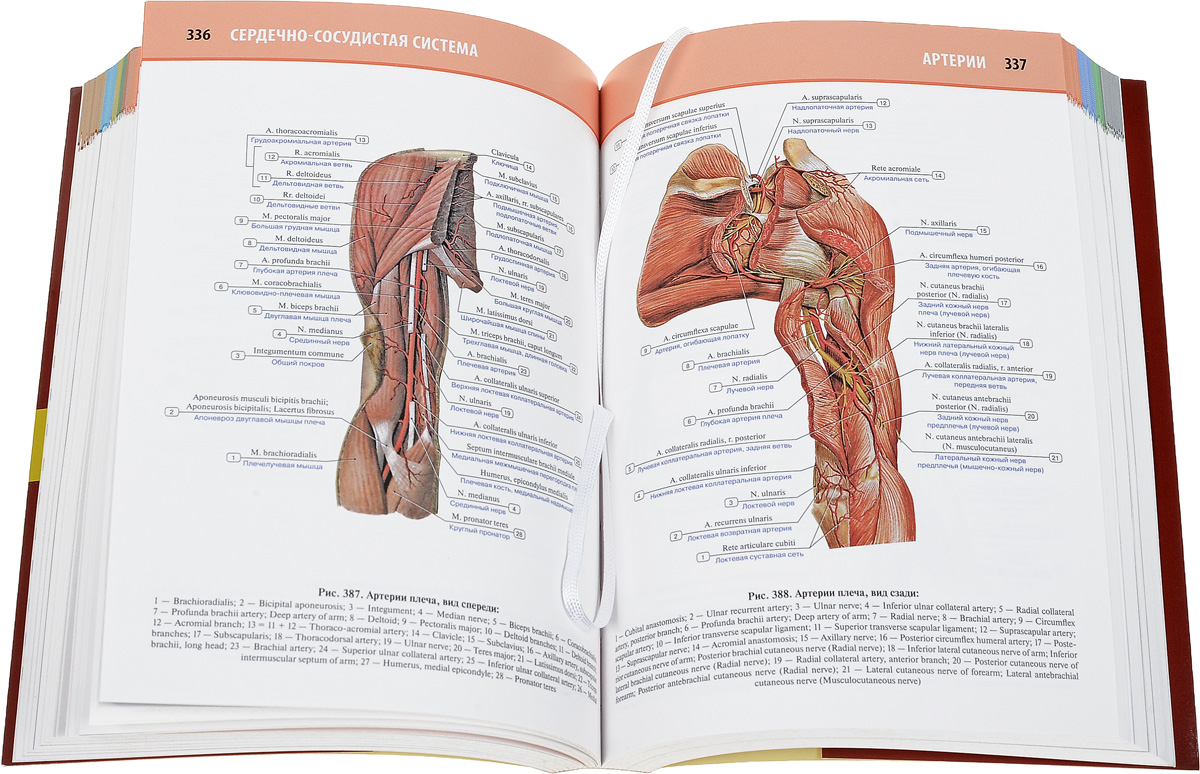 фото Анатомия человека. Атлас. В 3 томах. Том 2. Спланхнология