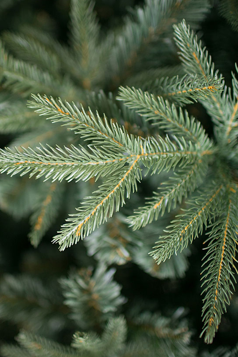 Crystal trees шотландия