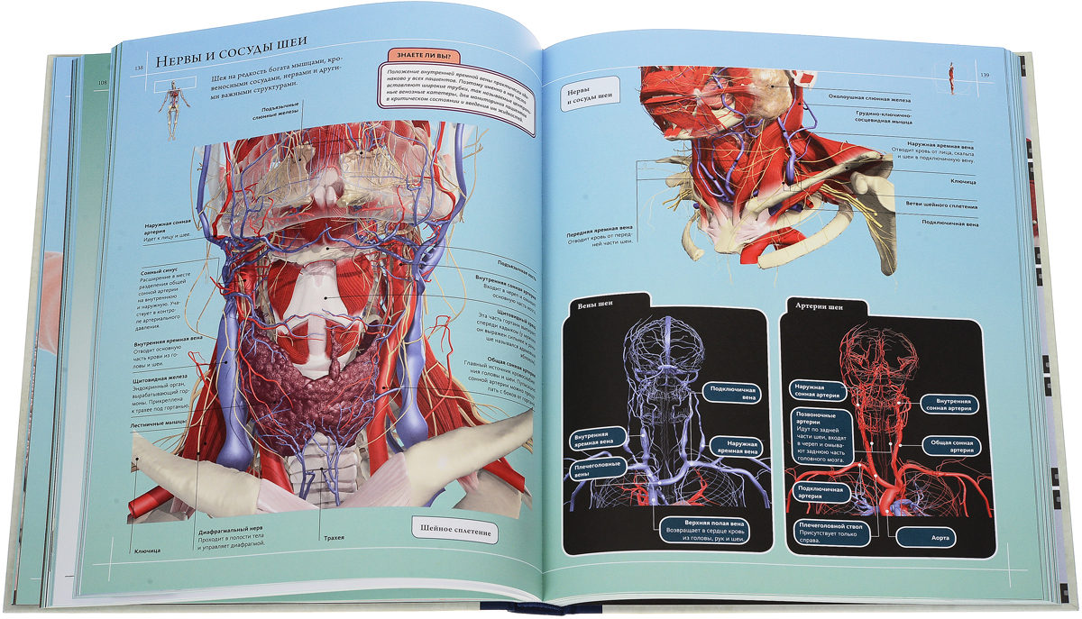 Анатомия книга с картинками
