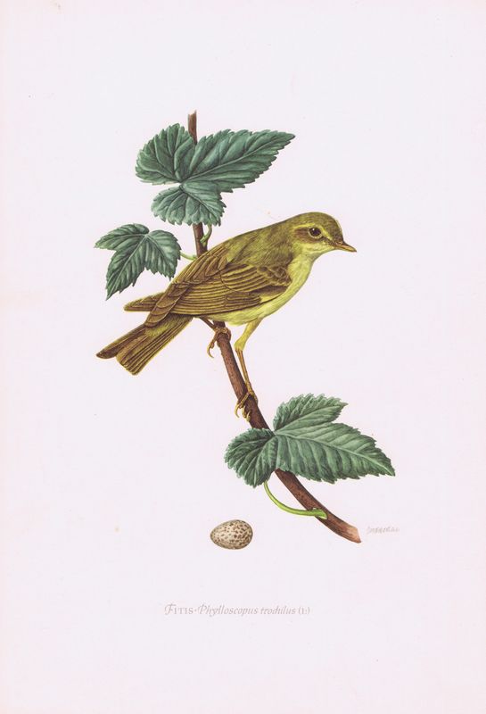 Птицы. Пеночка-весничка. Офсетная литография. Германия, Гамбург, 1953 ...