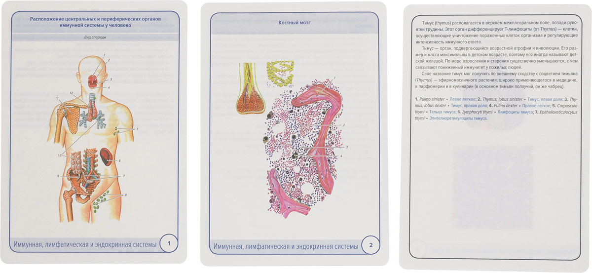 фото Анатомия человека. Иммунная, лимфатическая и эндокринная системы (набор из 32 карточек)