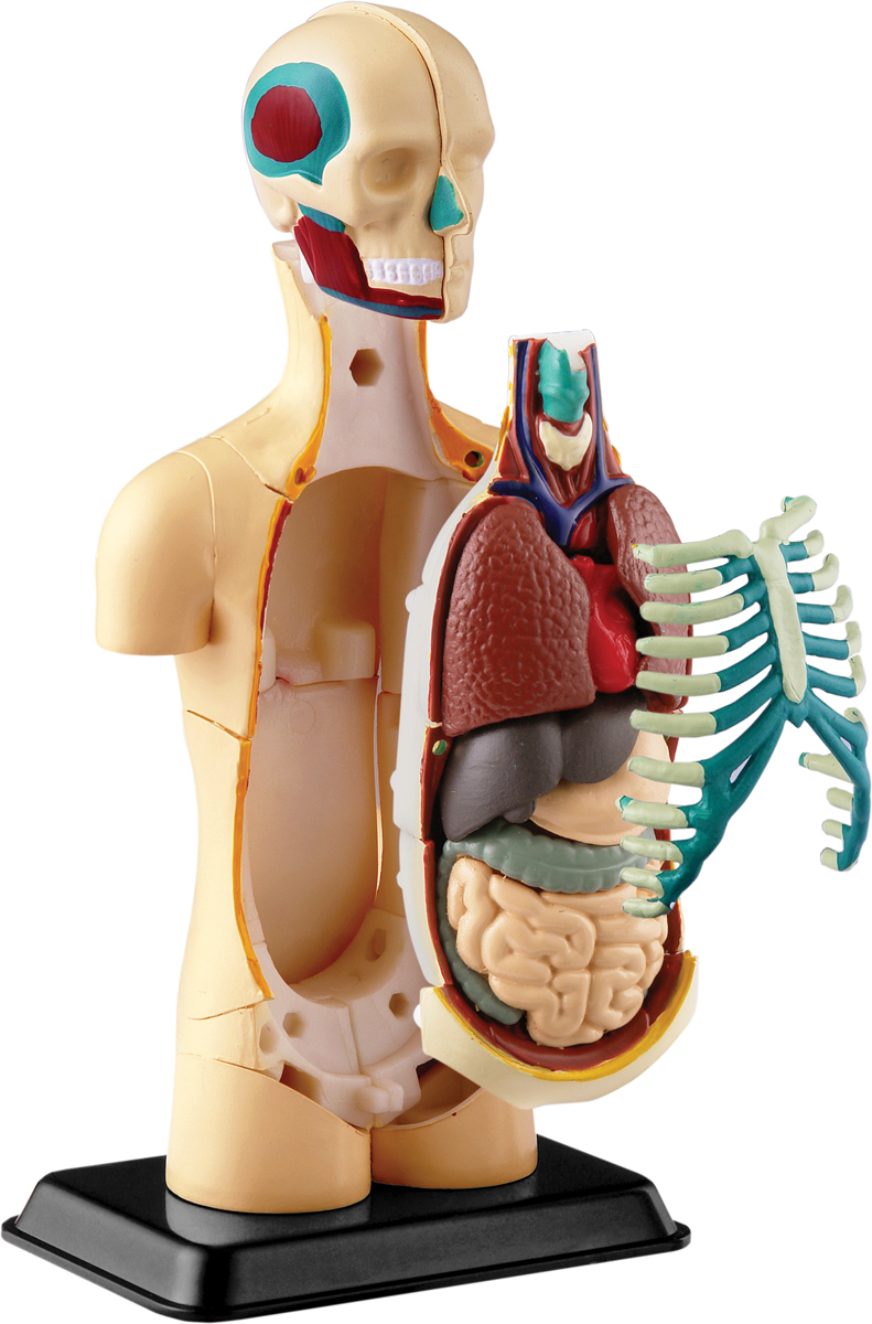 фото Edu-Toys Анатомический набор Тело