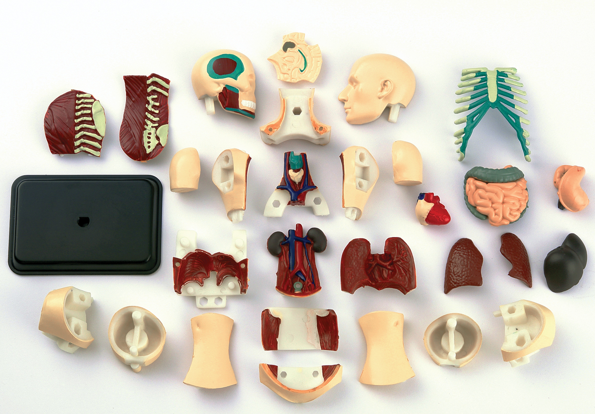 фото Edu-Toys Анатомический набор Тело
