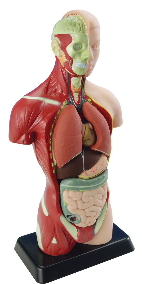 Анатомическая модель человека