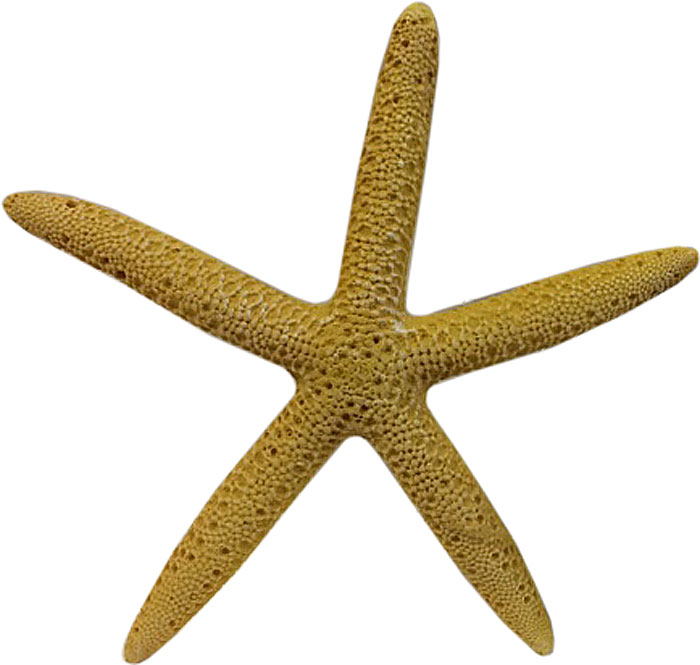 Декорация для аквариума Meijing Aquarium Черепаха с ракушками, AD018-Y, желтый, 10 х 6,5 х 9,5 см