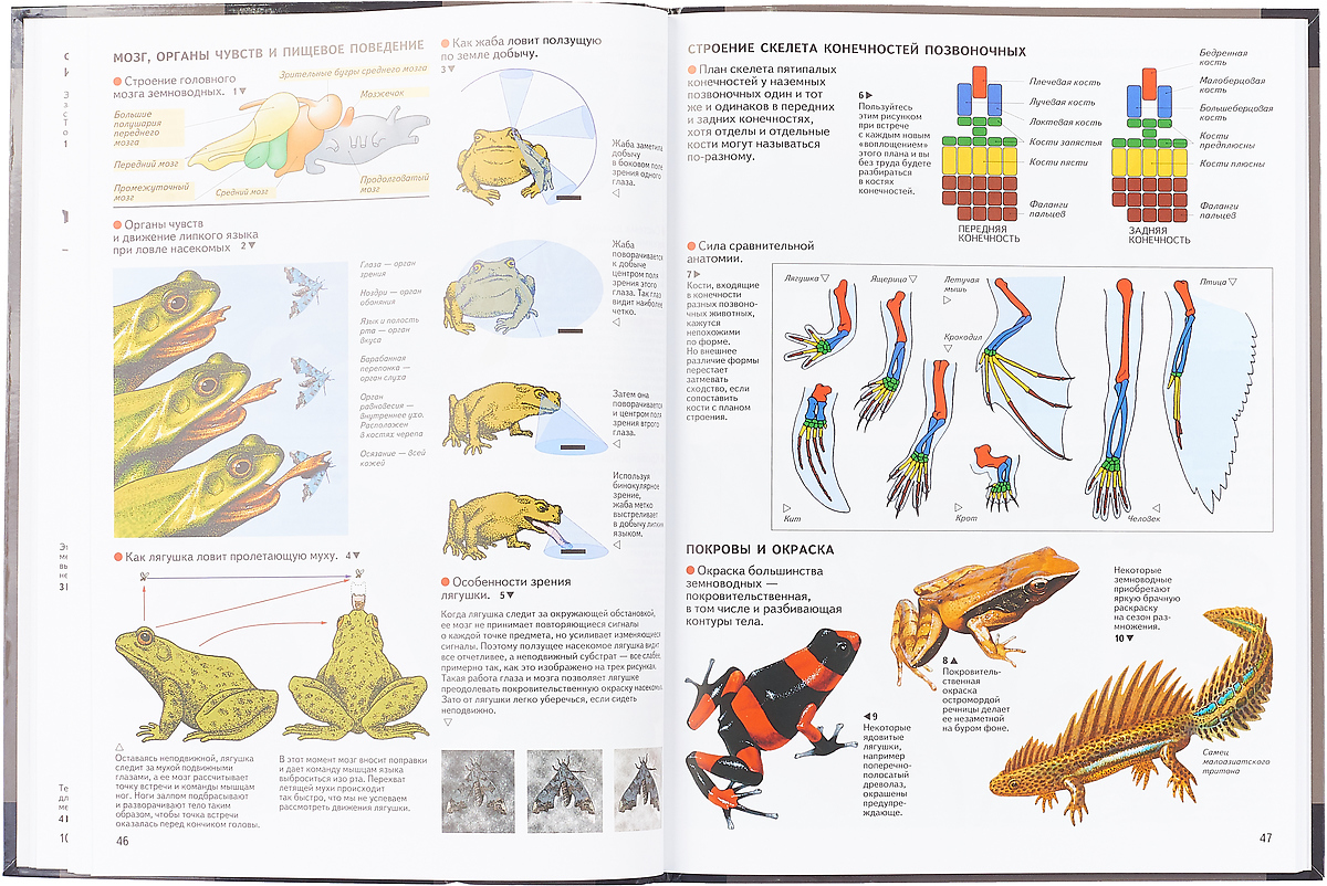 зоология рупперта. зоология беспозвоночных. зоология рупперта. в 4 томах. зоология рупперта.