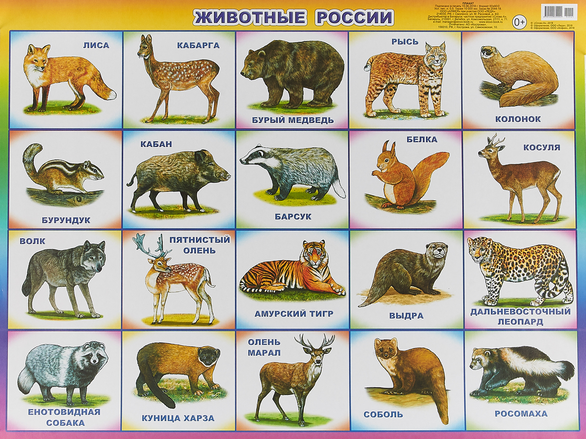 Плакат. Животные России