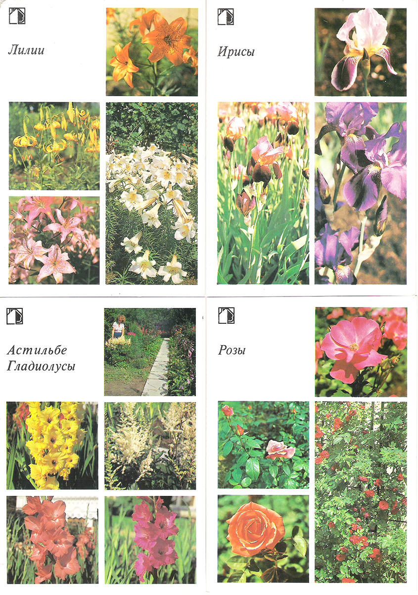 фото Декоративные растения (набор из 18 открыток) Планета