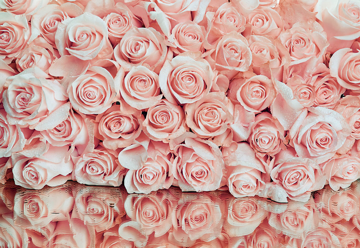 фото Фотообои Postermarket "Розовые розы", 368 x 254 см Постермаркет / postermarket