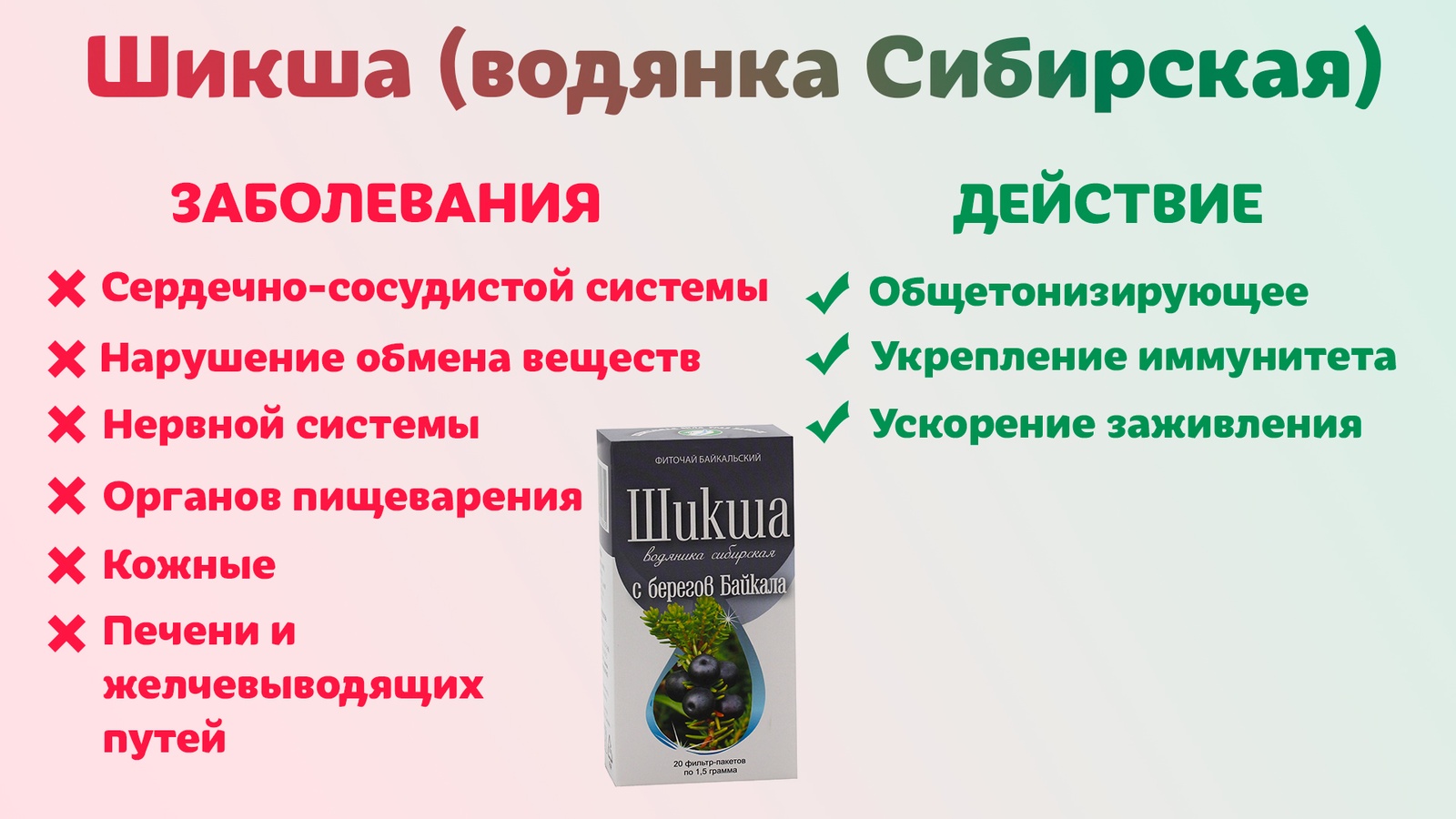 Чай шикша