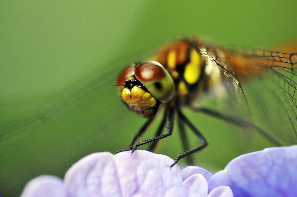 фото Объектив Tokina AT-X 100mm M100 F2.8 D Macro C/AF для Canon, Black