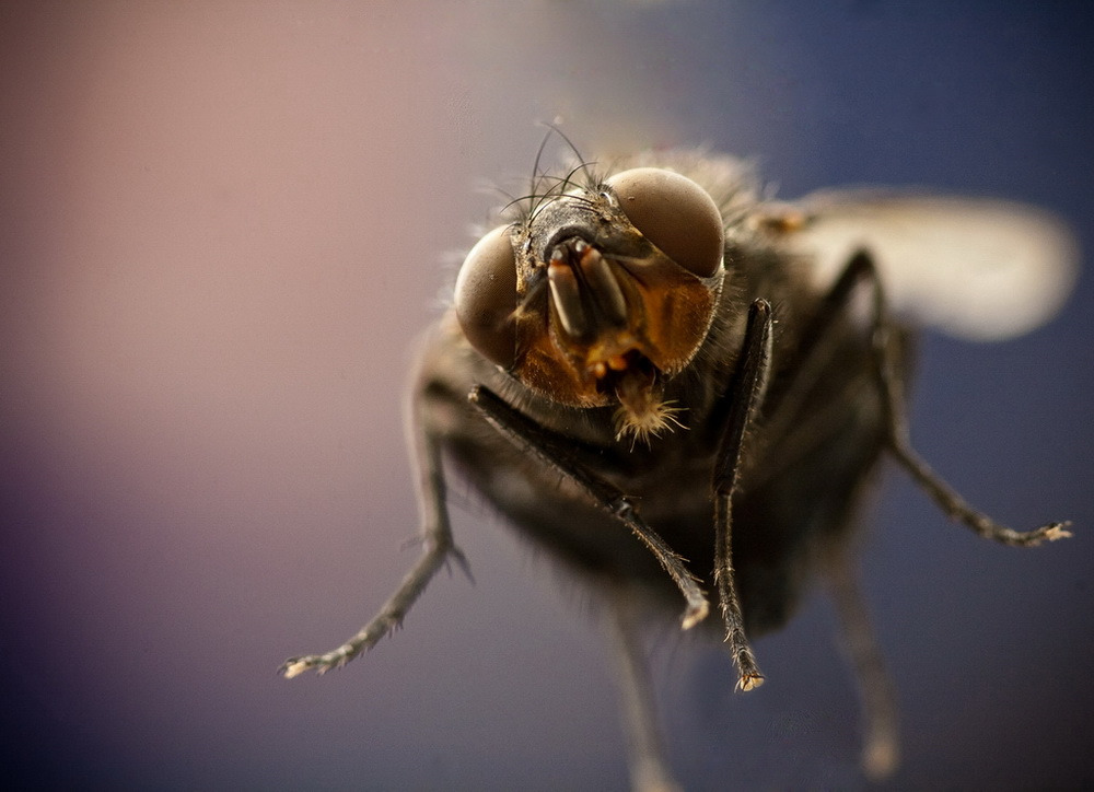 фото Объектив Tokina AT-X 100mm M100 F2.8 D Macro C/AF для Canon, Black