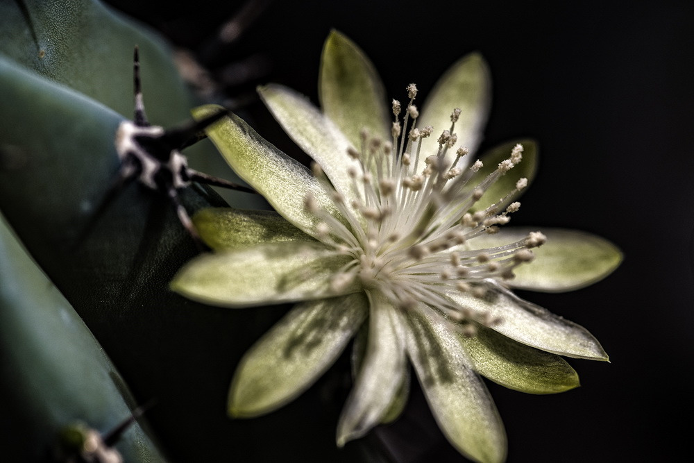 фото Объектив Tokina AT-X 100mm M100 F2.8 D Macro C/AF для Canon, Black