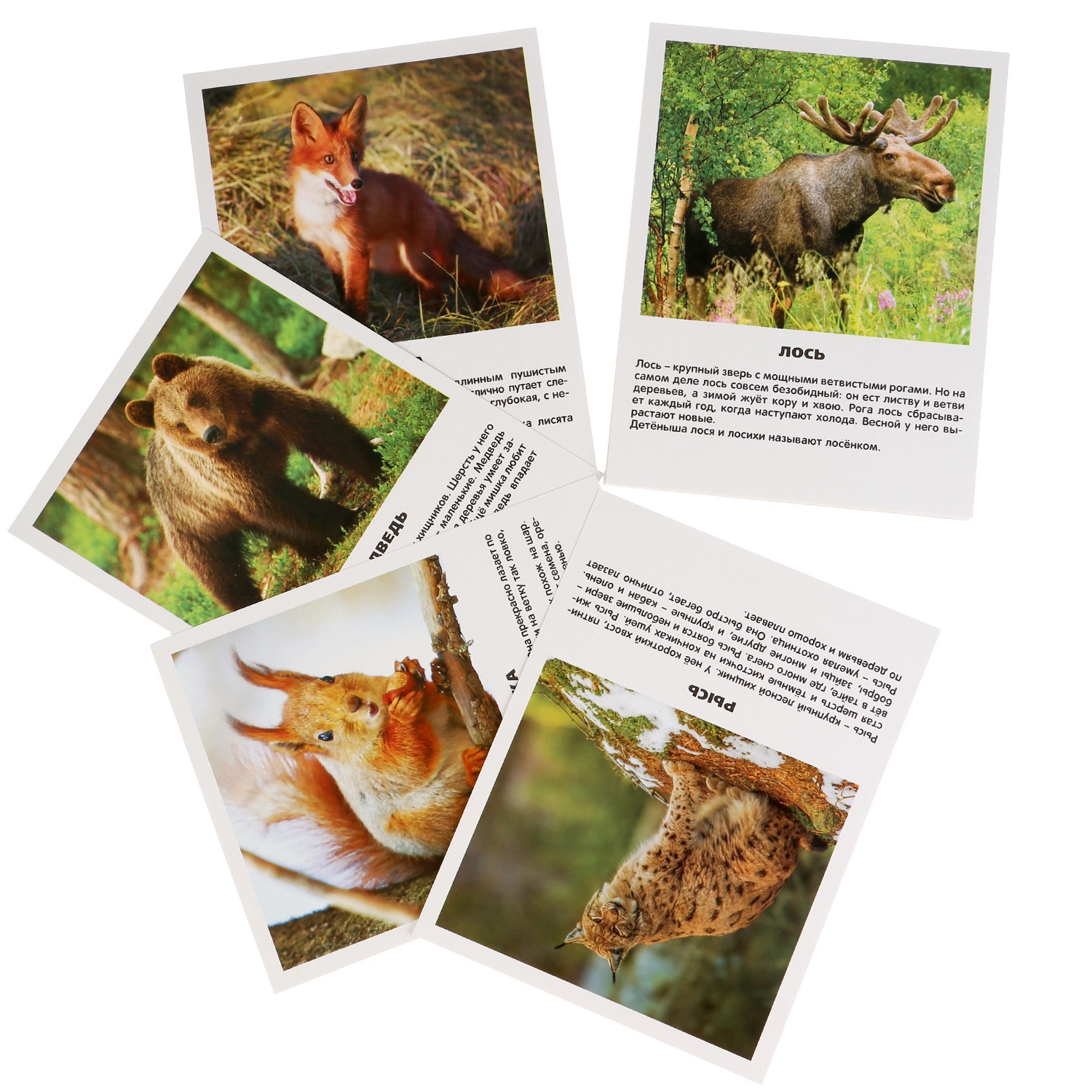 фото Обучающая игра Умка "Лесные животные", 251386, 16 карточек