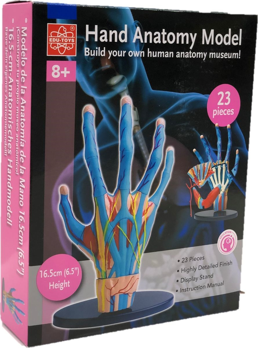 фото Набор для опытов и экспериментов Edu-Toys Education "Анатомический набор: кисть"
