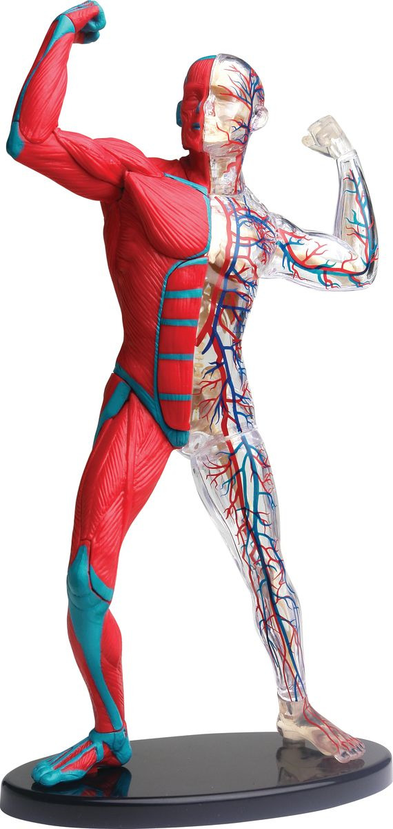 фото Набор для опытов и экспериментов Edu-Toys Education "Анатомический набор: мышцы"