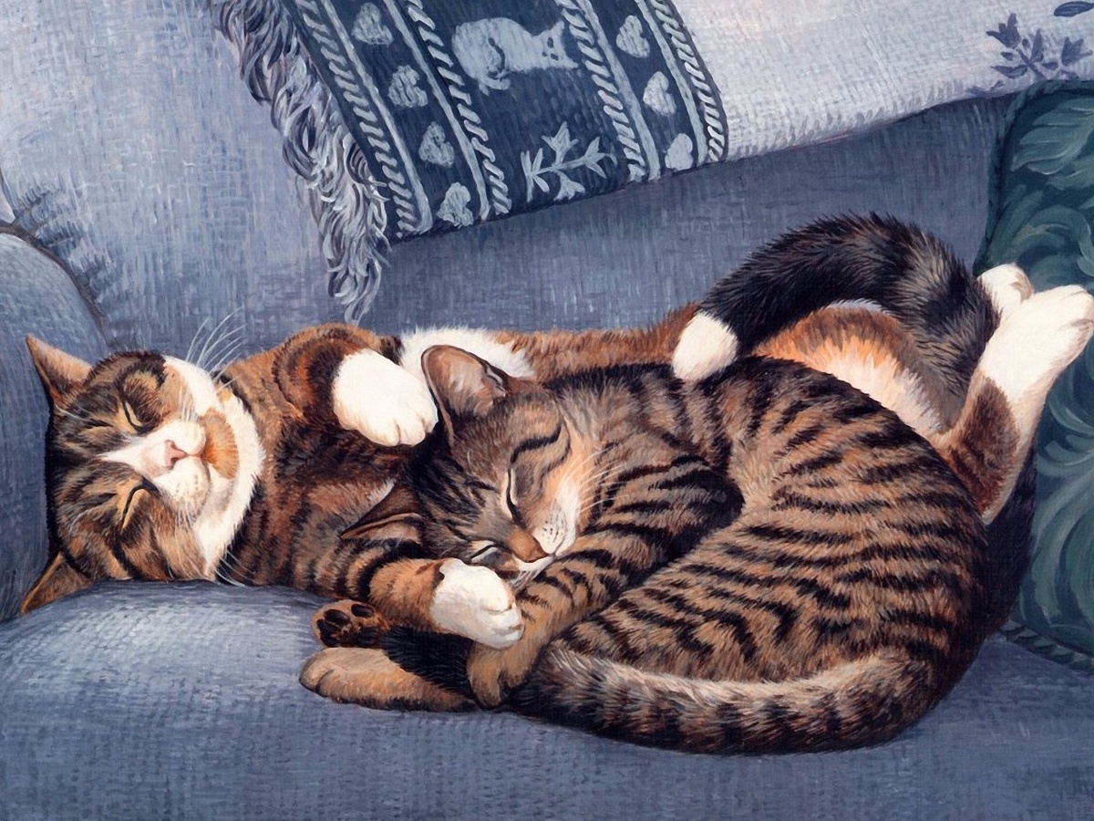 Картинки две кошки спят