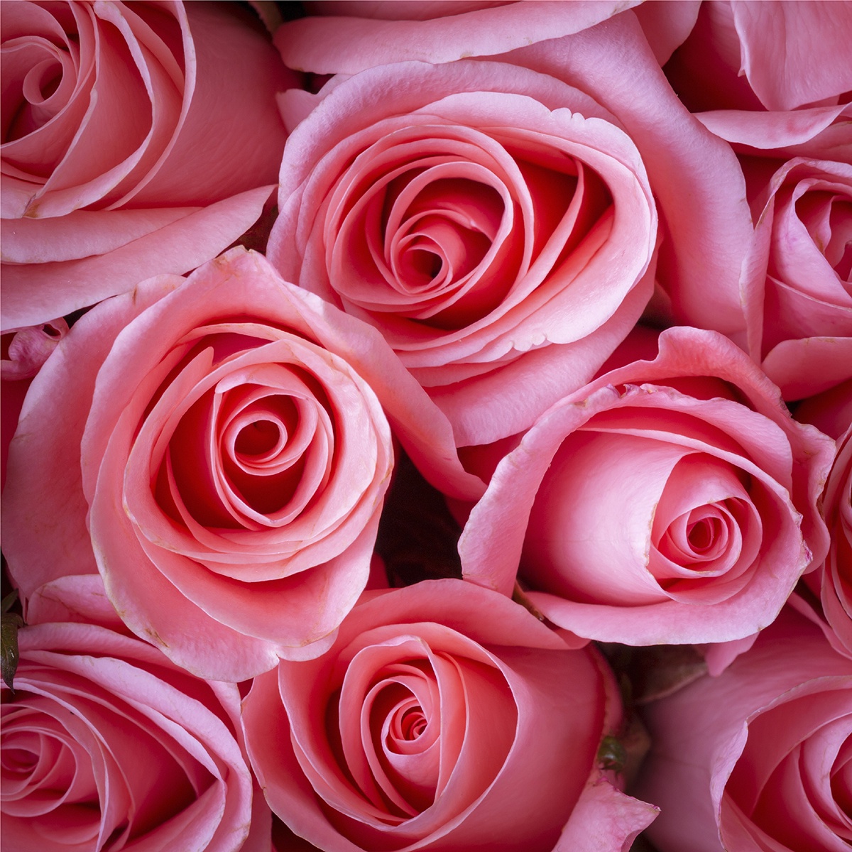 фото Картина на холсте 30x30 Розовые розы Экорамка