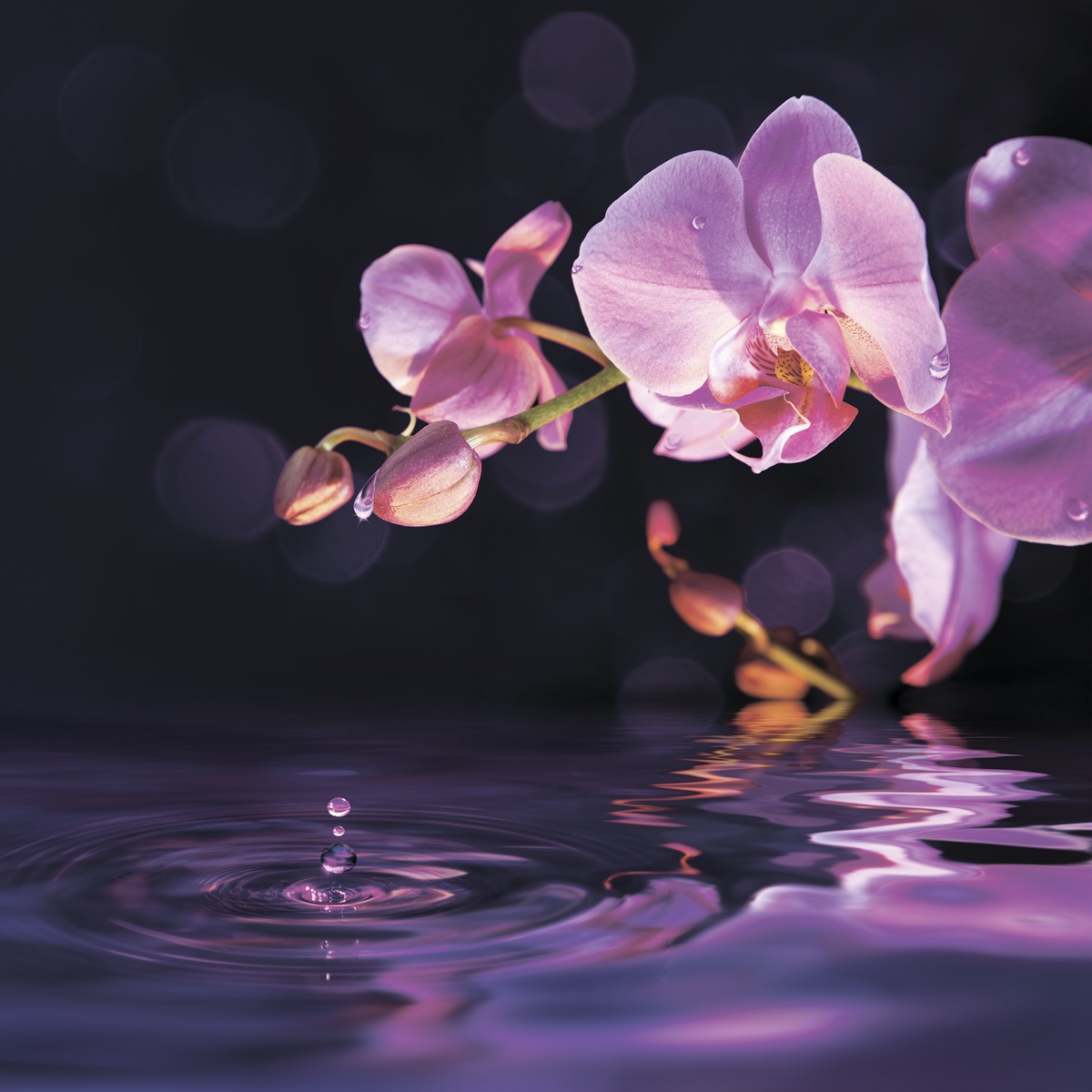 фото Картина на стекле Экорамка Розовая орхидея, SE-102-274, Закаленное стекло