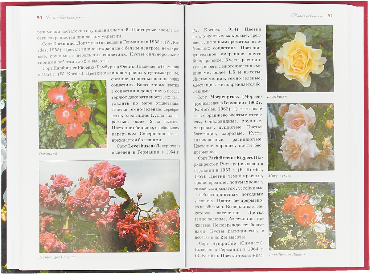 случайные обстоятельства цветения розы