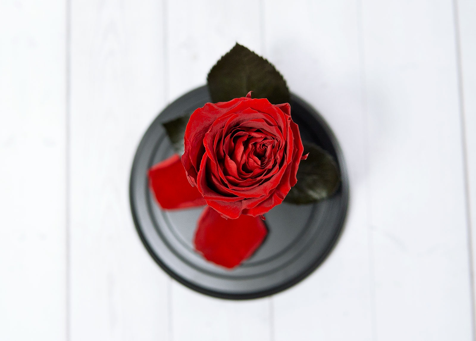 фото Роза в Колбе №2. Высота 22 см, диаметр 13 см, цвет Верона Ред Мастерская оригинальных подарков "neogift"