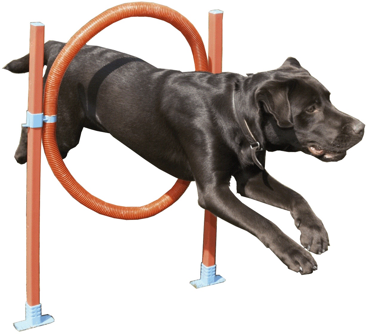 Набор для аджилити Trixie Jump. Снаряды для аджилити для собак. Оборудование для собачьих площадок «барьер бум1». Тренажеры для собак.