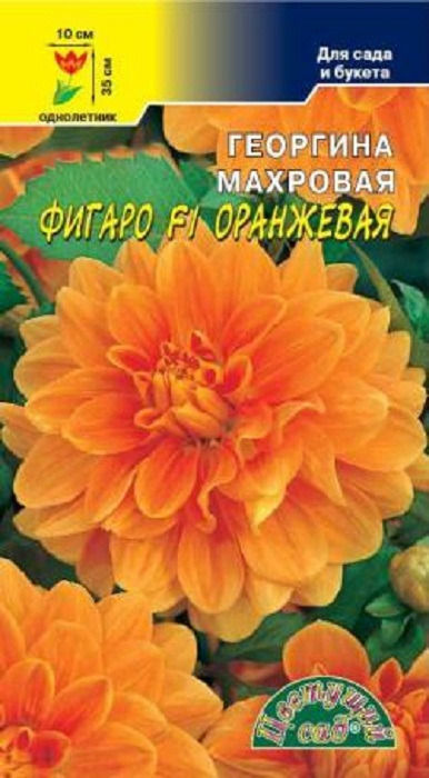 фото Семена Цветущий сад "Георгина Фигаро F1 оранжевая махровая", 0,05 г