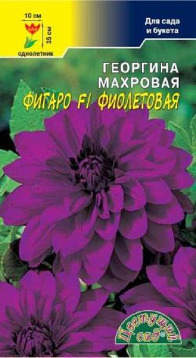 фото Семена Цветущий сад "Георгина Фигаро F1 фиолетовая махровая", 0,05 г