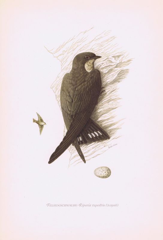 фото Гравюра Kronen-V Птицы. Скалистая ласточка. Офсетная литография. Германия, Гамбург, 1953 год, 20-001-119